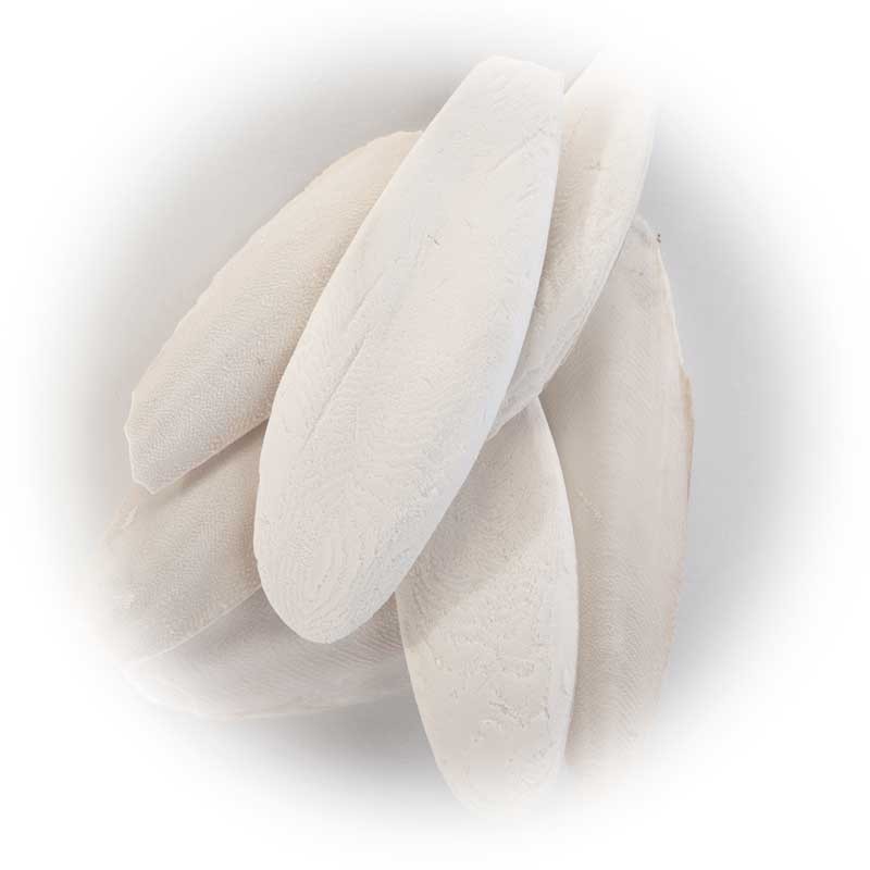 12 X EXTRA LARGE CUTTLEFISH BONE PIECES 810" IDEAL FOR ;ARGE PARAKEETS