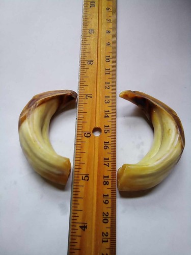 58- Boar Fangs, Boar Tusks, Boar Teeth, Pig Fangs, Pig Tusks, Pig Teeth - Picture 6 of 7