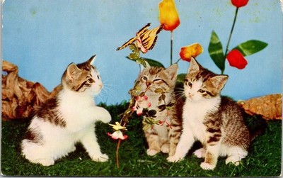 Three Little Kittens Gray White Tiger Butterfly Flower Roses  Postcard