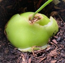 Bowiea volubilis 4” SEA ONION BULB climbing vine RARE FLOWERS Healthy Succulent