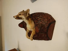 Gray Fox Shoulder “Den” Mount Taxidermy Grey Man Cave Cabin Decor