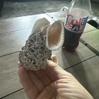 Decorative Shell Piece — photo 4