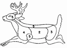 Running Deer Target on Brown Kraft Paper w/Scoring Outlines, 29x42 FREE SHIPPING