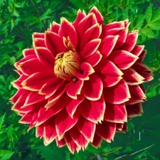 1 - Giant DinnerPlate Dahlia DUTCH CARNIVAL Flower Bulb Tuber Clump  * # 1 Clump