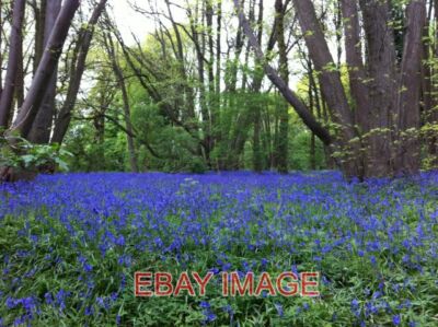 PHOTO  BINLEY BLUEBELLS IN PILES COPPICE PILES COPPICE IN SPRING SHOWING A FINE