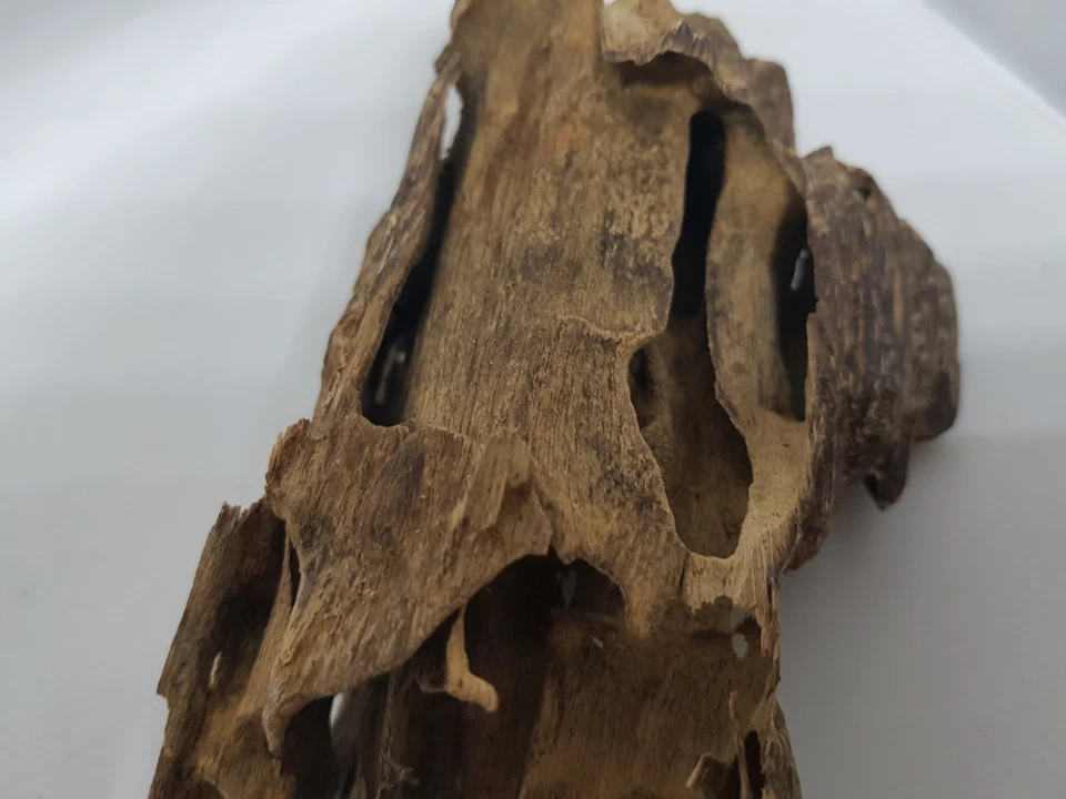 Wild Terengganu Oud Agarwood Aquilaria Malaccensis - Image 4 of 4