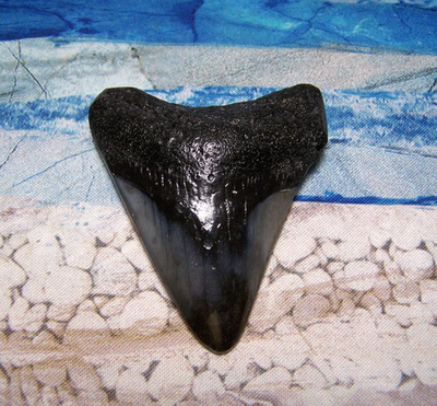 #ad MEGALODON SHARK TOOTH 2 5 8quot; SHARK TEETH BIG JAW FOSSIL STUNNING POLISHED REAL $49.00