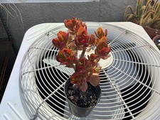Jade Dwarf Bonsai Whole Plant