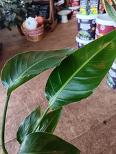 Strelitzia Nicolai 'Birds Of Paradise' - 17 CM Pot | 70 CM Height | Houseplant