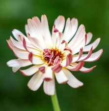 Calendula 'Sherbet Fizz' Seeds