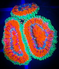 SAF~ ‘WYSIWYG” Green/Red Bi-color Acan coral Frag, Colony,Live Coral Lord, Micro