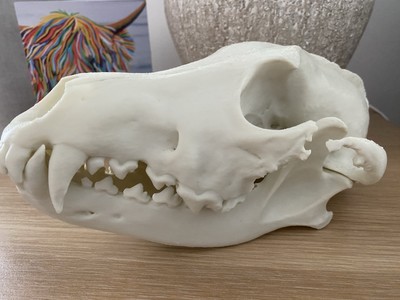 Künstlicher Wolf Schädel volle Größe Halloween Kuriosität Replik Exemplar