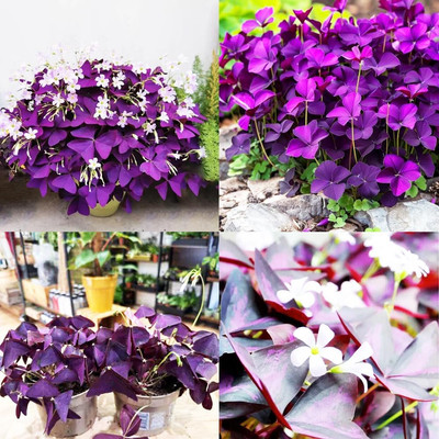 12+ Purple Oxalis Triangularis Bulbs for Indoor/Outdoor Planting - Shamrocks