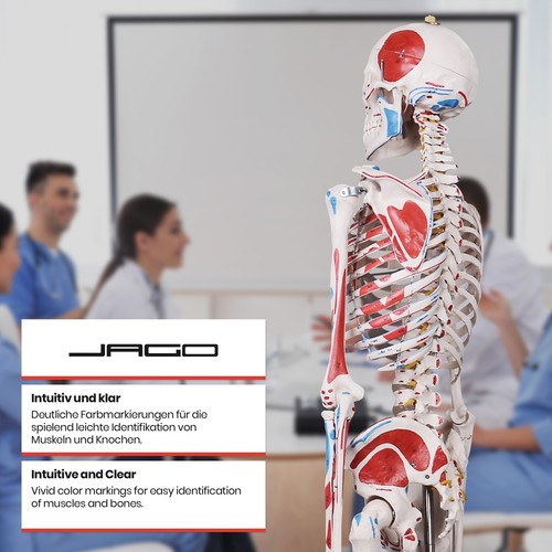 Jago® Anatomisches Menschliches Skelett Modell Skelettmodell Anatomie mit Poster - Bild 30 von 36