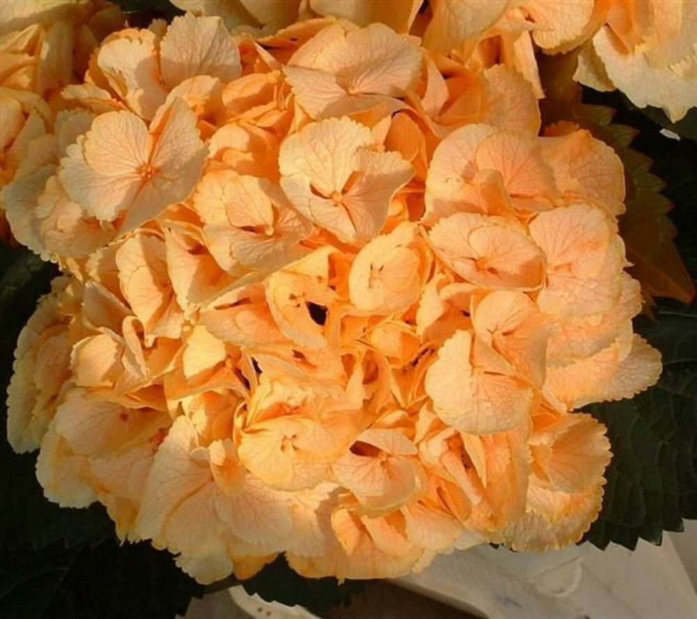 5 Yellow Hydrangea Seeds – Hardy Perennial Flowering Garden Shrub