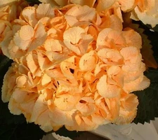 5 Yellow Hydrangea Seeds Perennial Hardy Garden Shrub Bloom Flower Bush Seed 71