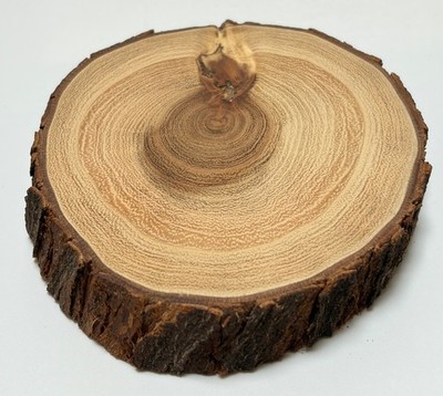 Rustic Wooden Coaster Trivet Mesquite Cabin CottageCore Bark Tree Rings 3.5'' d