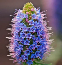 100 BLUE PRIDE OF MADEIRA Seeds (Echium candicans) Hardy Perennial Flower Seeds