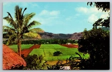 Postcard C 455, Penang Valley, Fiji, Great soil and bumper crops.