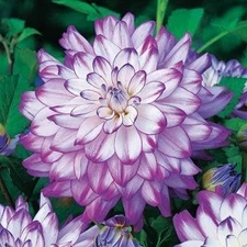 1 "Who Dun It" Dinnerplate Dahlia - Large Tuber - US Seller