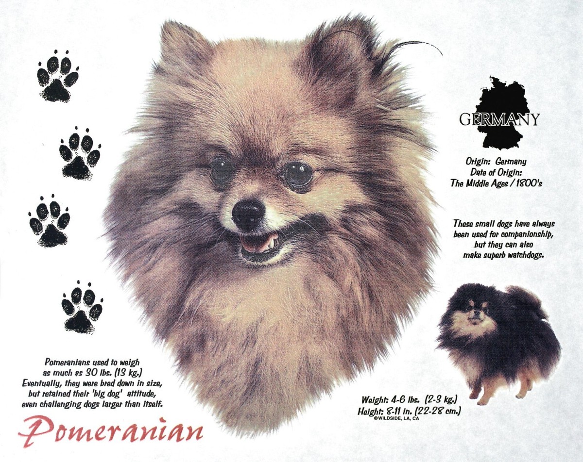 Pomeranian Names Popular Pomeranian Pomeranian Best Japanese Dog