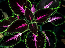 25 Black Purple Coleus Seeds   Easy-to-Grow Garden Foliage