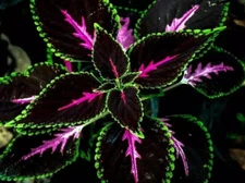 25+ Black Purple Coleus Seeds – Easy-to-Grow Garden Foliage