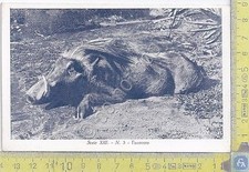 Colonia Eritrea - Facocero - Serie XIII - n.3 - Missione Cattolica Eritrea