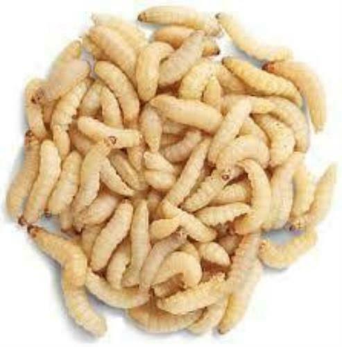 Waxworms 100 pack – Gecko Gurl