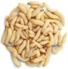 Live Waxworms Pet Lizard Food - Alive Wax Worm Fish Bait Bearded Dragon Feeder