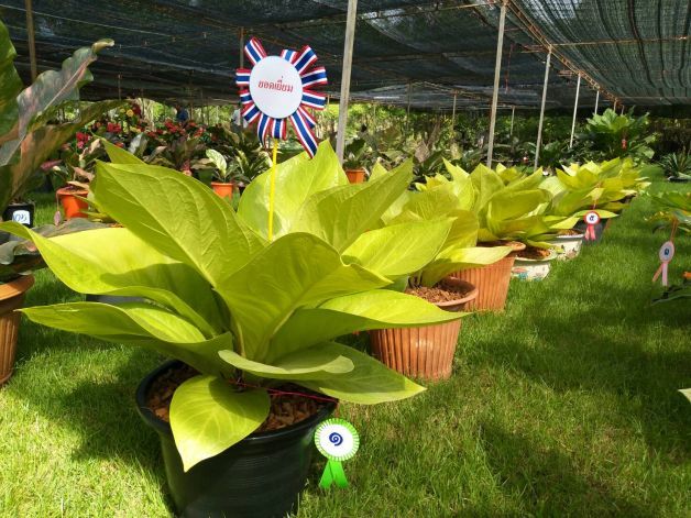 bonsai spray Bonsai