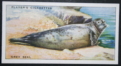 GREY SEAL Vintage 1939 Illustrated Marine Wildlife Card BF19MS