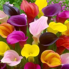 Calla Lily Bulbs for Planting- Mixed Color