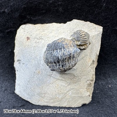 Reedops Trilobit Fossil - Laatchana, Devon - Jbel Mrakib, Marokko - Original