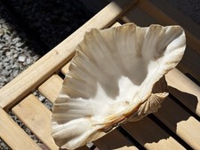 Large Natural Clam Shell: 10” Giant Tridacna Style  California Coastal Found