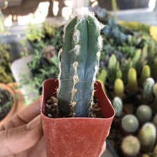 6- 9cm Cactus Live Plants Pilosocereus pachycladus Beautiful Cactus Rare Cactus