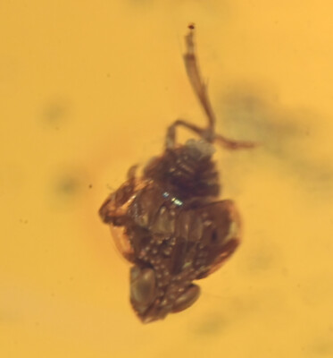 Large 16.8g piece of Dominican Amber, Los CaCaos mine, Fossil insect inclusions