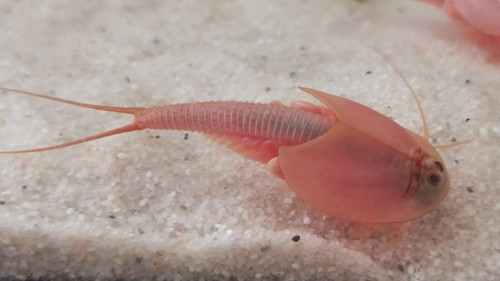 Triops (Urzeitkrebse) in verschiedenen Farben - 100, 200, 300 Eier Zuchtansatz - Afbeelding 7 van 42