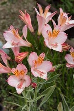 Alstroemeria Flower Hybrid Quality Bulbs Home Gardening Pack of 3 pink
