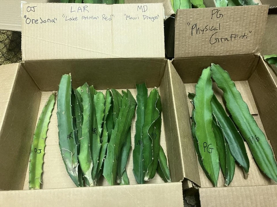 10 Organic Dragon Fruit Cuttings - TEN DIFFERENT VARIETIES - 8-12" long - Image 2 of 4