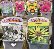 Cottage garden alpine rockery plants 5-9cm pot Aubretia Campanula Phlox Primula