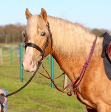Official Libbys web RUNNING MARTINGALE Pony cob full (15 clrs)