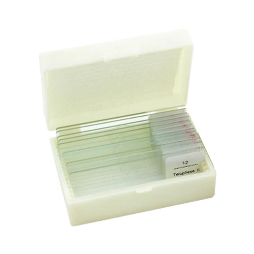 Onion Anther Meiosis Prepared Specimen Microscope Slides Cell Division Genetics - Picture 2 of 7