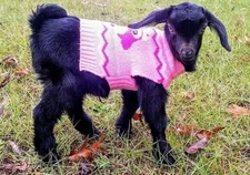 Goat Manure All Natural Fertilizer -  1 Gallon Bag Of  Manure! $6.99 Per Gallon!