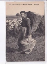 IN GATINAIS: the saffron harvest, the saffron tree - very good condition