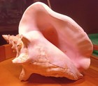 Large Pink Natural Queen Conch Sea Shell Approx 8×10 Approx 3 Pounds — photo 6