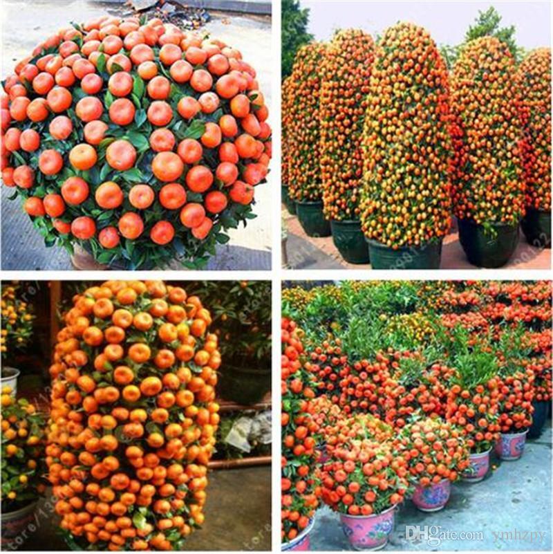 20 semillas de árbol bonsai de fruta cítrica naranja mandarina mandarina enana ¡Fácil de cultivar!