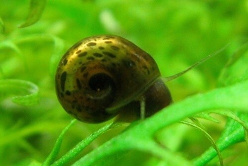 Caracoles Planorbis - Lote de 10 Ejemplares (caracol para acuario)