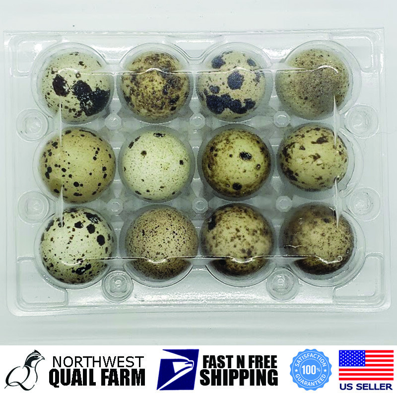 250-Pack Jumbo Quail Egg Cartons - 12 Cell (3x4) Secure Snap Close, Fast Shipping 5 thumbnail image