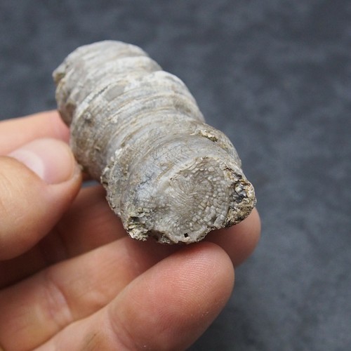 Germany Fosil Coral Fossilien Devonian Natural Minerals - Picture 6 of 7